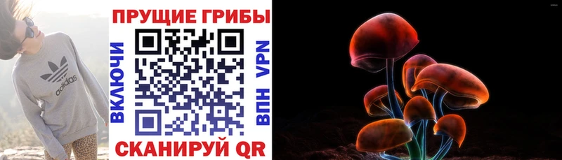 Галлюциногенные грибы Psilocybe Добрянка